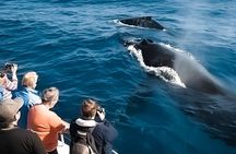 Oahu Whale Watch Tour & Waikiki Sunset Boat Tour