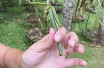 Taha’a Cruise Ship Boat Tour – Vanilla & Coral Garden (6 max)