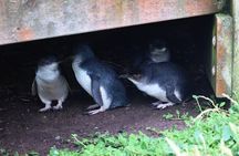 Penguin Parade, & Wildlife Encounters Eco Tour from Melbourne