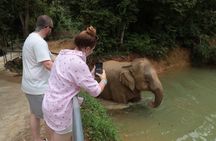 Phuket Elephant Sanctuary Observation and Cooking Class