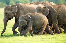 Hikkaduwa/ Galle/ Mirissa : With Udawalawe safari - Day trip