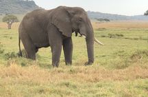 Nairobi to Masai Mara and Masai Village Day Trip