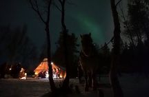 Sleigh ride Under The Northern Lights 