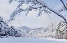 Nami Island One Day Trip with Gangchon Rail Bike from Seoul