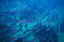 Snorkeling To Discover Sydney's Underwater Wonders