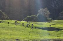 Ocean Road Private Tour from Melbourne