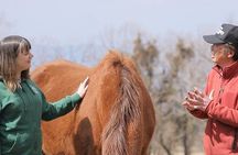 Pasture Hike with Horse Whisperer at Horse Trust in Kagoshima