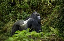 1 Day Gorilla Trekking Safari Experience in Rwanda