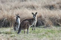 Wombat and Kangaroo Wildlife Tour from Sydney