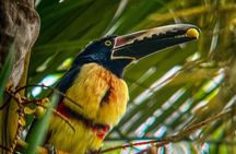  Waterfall, rainforest and Coffee/Chocolate Tour