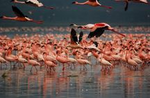 A Day to Nakuru National Park and Lake Naivasha Boat Ride