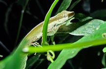 Monteverde Night Tour: Santa Elena Downtown Guided Walk