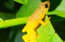 Monteverde Night Tour: Santa Elena Downtown Guided Walk
