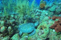 Private Animals Sanctuary Beach Snorkeling Adventure