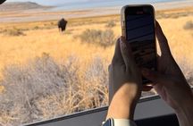 Private Antelope Island & Great Salt Lake Tour