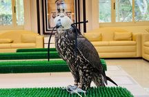  Falcon Hospital Tour with Transportation 