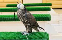  Falcon Hospital Tour with Transportation 