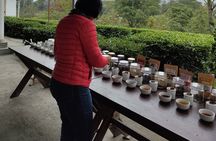 Palampur Tea Garden Tour