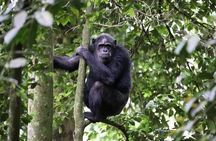 2 Days Private Chimpanzee Tracking and Canopy Walk in Nyungwe NP