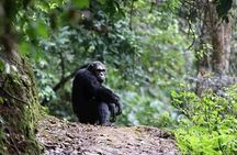 2 Days Private Chimpanzee Tracking and Canopy Walk in Nyungwe NP