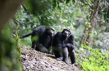 2 Days Private Chimpanzee Tracking and Canopy Walk in Nyungwe NP