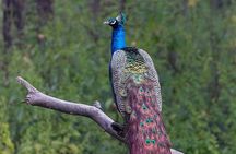 Luxury safari to minneriya national park 