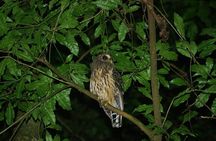 Nocturnal Nature Safari Float Tour from La Fortuna-Arenal