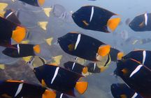 Catalina Islands Small-Group Snorkeling Boat Tour from Potrero