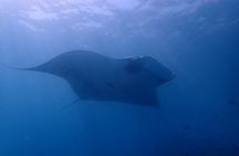 Catalina Islands Small-Group Snorkeling Boat Tour from Potrero