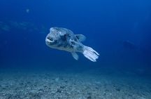 Catalina Islands Small-Group Snorkeling Boat Tour from Potrero