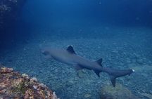 Tamarindo: Private Snorkeling Boat Tour (Photos Included)