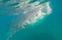 Swim with Whale Sharks #1 MUST DO IN LA PAZ 