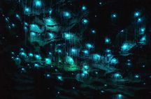 Private Day Tour of Ruakuri Cave, Glowworm and Hobbiton Movie Set