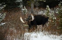 Private Yellowstone Park Van Tours from Bozeman and Big Sky