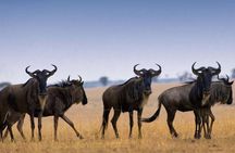 4 Days Tarangire Serengeti Ngorongoro Crater