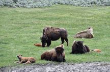 Private Yellowstone Park Van Tours from Bozeman and Big Sky