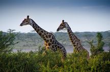 3 Days Small Group Safari to Serengeti NP and Ngorongoro Crater