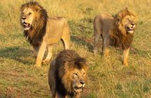 5 Day Camping Tarangire Serengeti Ngorongoro and Maasai Tour