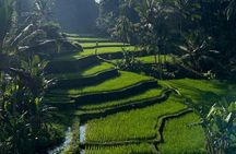 Best of Ubud: Monkey Forest, Rice terrace, Waterfalll, Temple