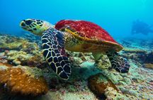 Phuket Dive Trip Maithon Island 2 Dives Small Group Experience