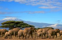 Two Days Amboseli National Park Safari