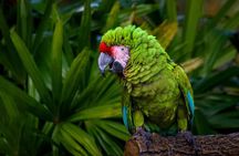 Iquitos: Pacaya Samiria National Reserve Amazon Tour | 3D/2N 