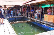 Mangrove Tour with Snorkelling