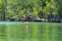Mangrove Tour with Snorkelling