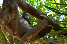 Tropical Experience in Roatan: Animals, Chocolate, and Rum