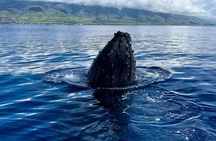 Maui Mid Day Magic Whale Watch 
