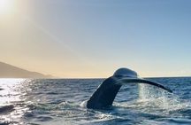 2 hour Lahaina Sunrise Whale Watch 