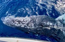 2 hour Lahaina Sunrise Whale Watch 