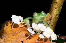 Sarapiqui Frog Experience: Night Experience in the Jungle.