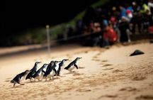 Penguin Parade, & Wildlife Encounters Eco Tour from Melbourne